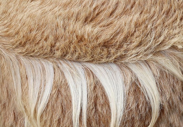 Is Camel Hair Considered Wool? Camelus Sustainable Products